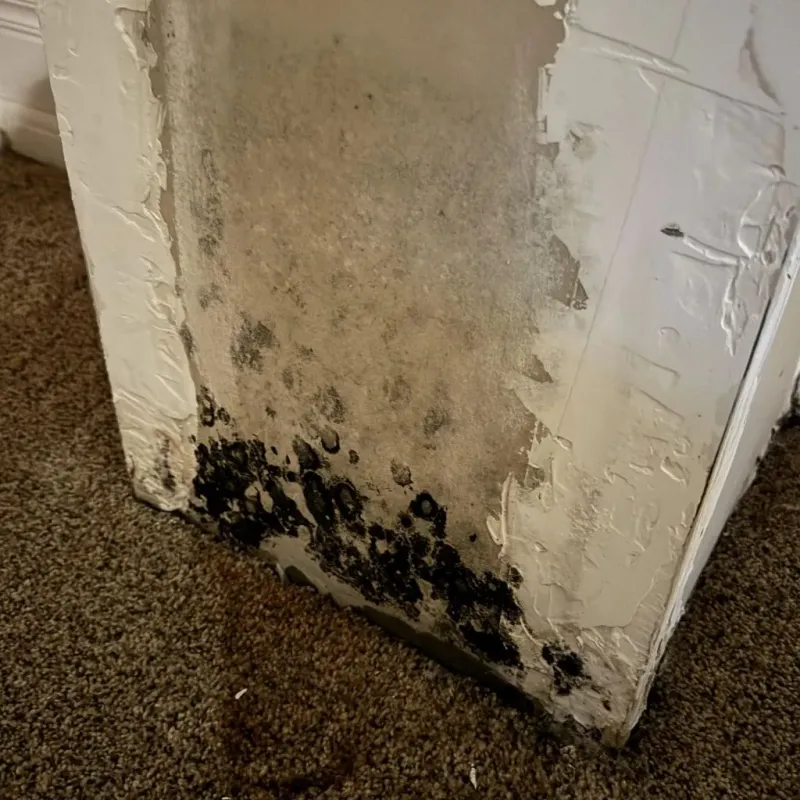 Professional Mold Removal in Mount Vernon, IN